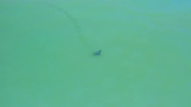 SAN JOSE DEL CABO MEXICO-2020: Stingray Fish Swimming In A Huge Blue Ocean While