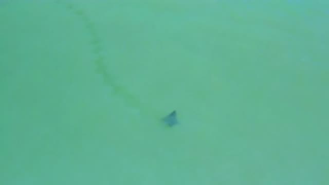 SAN JOSE DEL CABO MEXICO-2020: A Manta Ray Swims In Shallow Water Leaving Tracks
