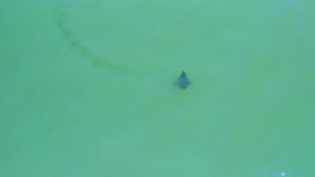 SAN JOSE DEL CABO MEXICO-2020: There Is An Object That Looks Like A Fish Or A Fin