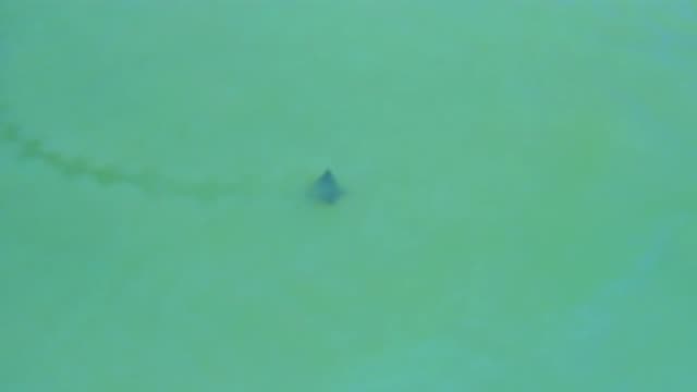 SAN JOSE DEL CABO MEXICO-2020: A Breed Fish Swims In The Sea Leaving A Trail In