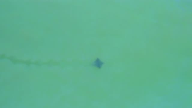 SAN JOSE DEL CABO MEXICO-2020: Something Floating In The Water And Making Waves