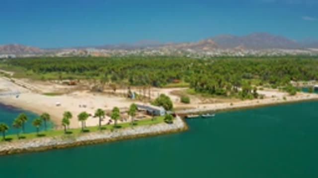 SAN JOSE DEL CABO MEXICO-2020: Tall Coconut Trees Arranged Straight Along Seashore