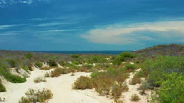 SAN JOSE DEL CABO MEXICO-2020: Hot Desert Landscape With Cacti And Sparse Life
