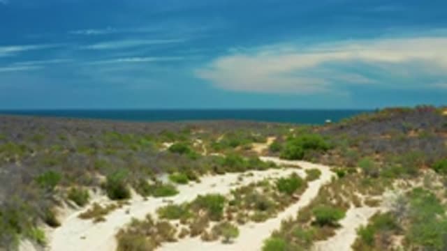SAN JOSE DEL CABO MEXICO-2020: Aerial Shot Of Green Shrubs Yellow Sand Blue Sky