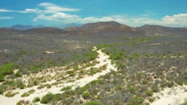 SAN JOSE DEL CABO MEXICO-2020: Vast Area With Tall And Short Trees And Bushes