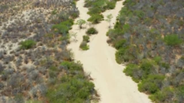 SAN JOSE DEL CABO MEXICO-2020: Sandy Trail Surrounded By Greenery With Child Walking