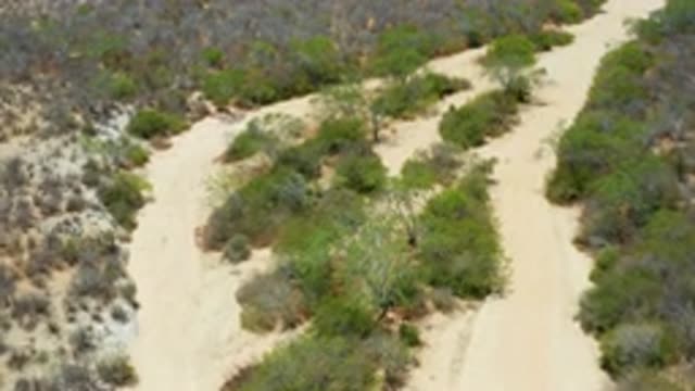 SAN JOSE DEL CABO MEXICO-2020: Split Sandy Trail Lined With Trees And Brush