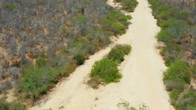 SAN JOSE DEL CABO MEXICO-2020: A Clear Path Filled With Green Plants On The Side
