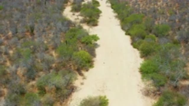 SAN JOSE DEL CABO MEXICO-2020: View Of Dusty Path With Trees And Shrubs