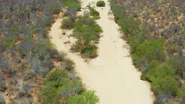 SAN JOSE DEL CABO MEXICO-2020: Green Plants On The Plains