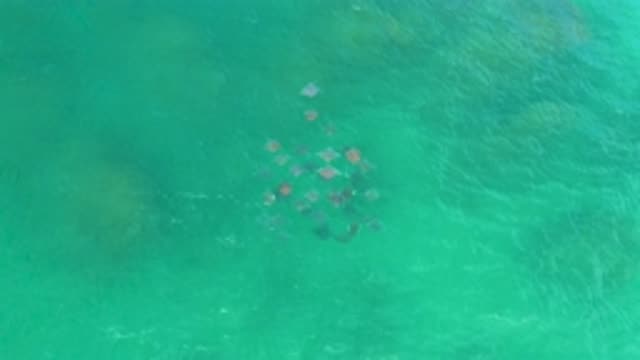 LAGUNA BEACH BCS MEXICO-2020: Breeds Swimming In Sacks In The Warm And