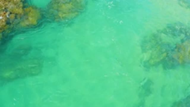 LAGUNA BEACH BCS MEXICO-2020: The Water Moment Of A Sea Near Plants