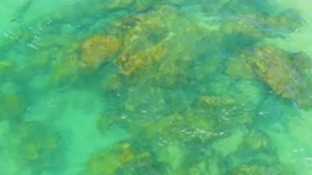 M12-20-1104-08-02-20-2020-laguna-beach-bcs-mexico-DJI_0891_0002.mp4