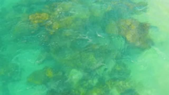 LAGUNA BEACH BCS MEXICO-2020: Algae Covered Rocks Sit At The Bottom Of Green