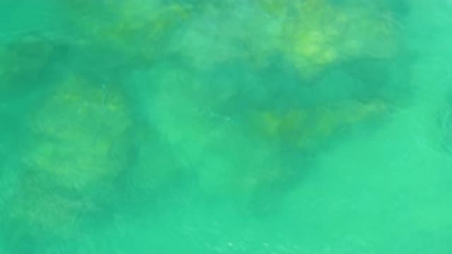 LAGUNA BEACH BCS MEXICO-2020: Fishes Swimming Around In The Crystal Clear Waters