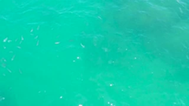 LAGUNA BEACH BCS MEXICO-2020: Two Small Fish Swimming In Sparkling Green Water