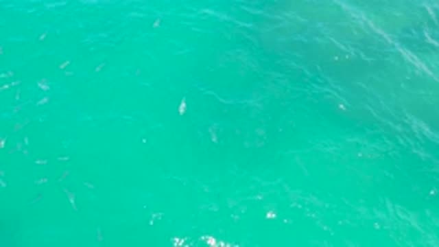 LAGUNA BEACH BCS MEXICO-2020: Blue Green Rippling Water With A Fish