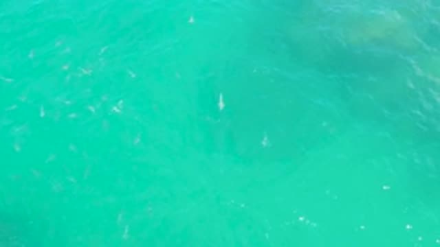 LAGUNA BEACH BCS MEXICO-2020: Fishes Swimming Under Crystal Clear Sea