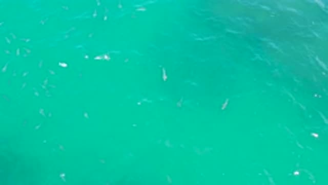 LAGUNA BEACH BCS MEXICO-2020: An Aerial View Of Sea Creatures Swimming In The