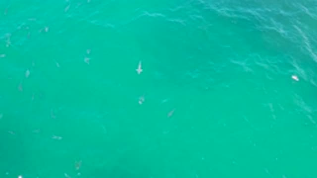 LAGUNA BEACH BCS MEXICO-2020: Small White Fish Swim Slowly Beneath Rippling Water