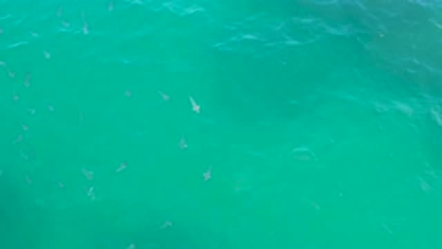 LAGUNA BEACH BCS MEXICO-2020: School Of Fish Swimming In A Green Body Of Water
