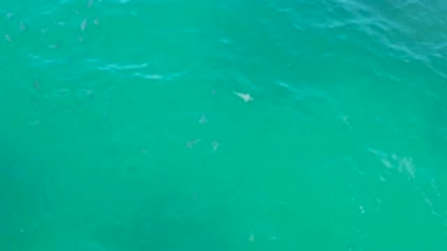 LAGUNA BEACH BCS MEXICO-2020: White Fish Under Crystal Clear Sea Water Swim