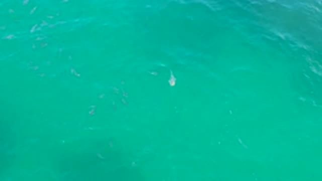 LAGUNA BEACH BCS MEXICO-2020: Green Water Group Fish Swimming Sea Bottom Seen