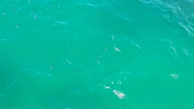 LAGUNA BEACH BCS MEXICO-2020: A School of Fish Recorded by a Marine