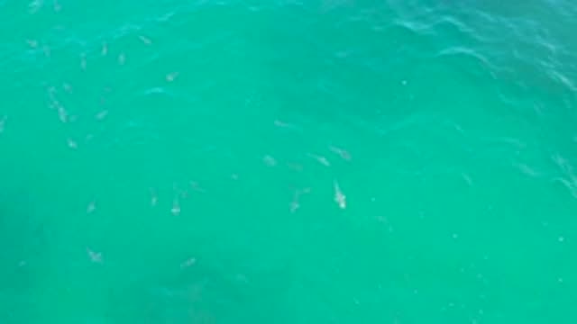 LAGUNA BEACH BCS MEXICO-2020: Group Of Fish Swimming In Crystal Clear Blue Water
