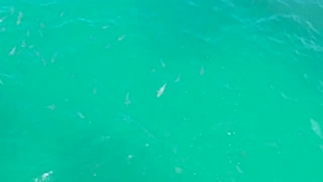 LAGUNA BEACH BCS MEXICO-2020: Fish Swimming Inside The Sea