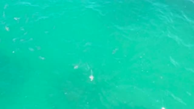 LAGUNA BEACH BCS MEXICO-2020: The Struggle Of Fish When The Sea Currents Are Strong