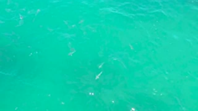 LAGUNA BEACH BCS MEXICO-2020: Small White Fish Float Beneath The Surface Of Open Water
