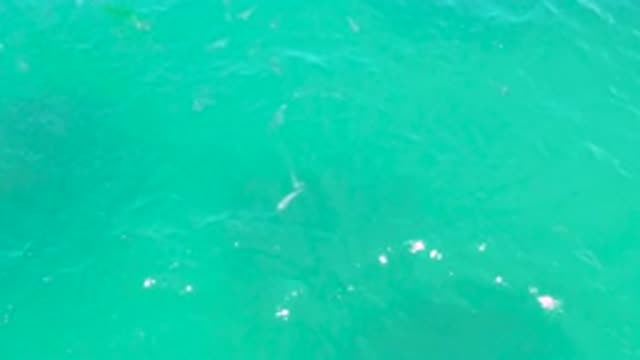 LAGUNA BEACH BCS MEXICO-2020: Few Giant White Sharks Spotted Circling Blue