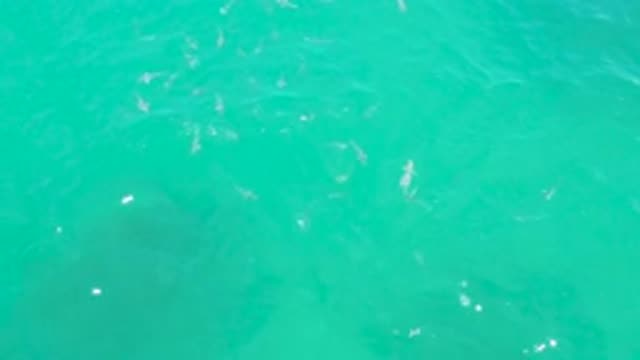 LAGUNA BEACH BCS MEXICO-2020: So Many Fishes Are Floating On The Running Sea