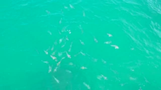 LAGUNA BEACH BCS MEXICO-2020: Lot Of White Fishes Ran Swiftly In A Bright Blue