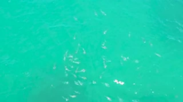 LAGUNA BEACH BCS MEXICO-2020: Hammerhead Sharks Swimming in Groups in Emerald Green Ocean