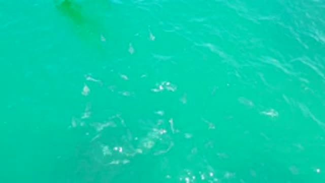 LAGUNA BEACH BCS MEXICO-2020: Gentle Water Quietly Moving Rippling Stream