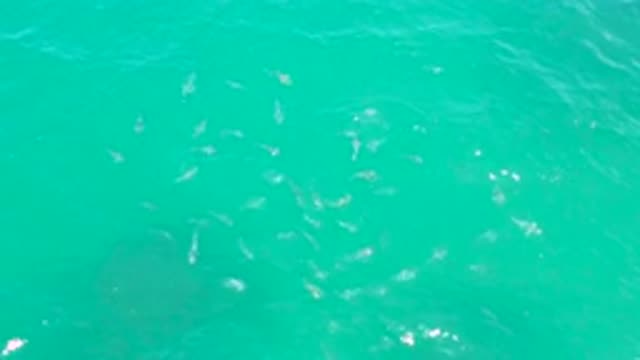 LAGUNA BEACH BCS MEXICO-2020: White Fish Swimming Under Crystal Clear Water