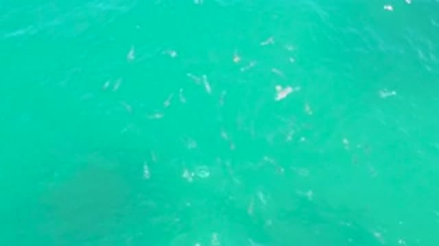 LAGUNA BEACH BCS MEXICO-2020: School Of Fish Swimming Near Surface In Very Blue