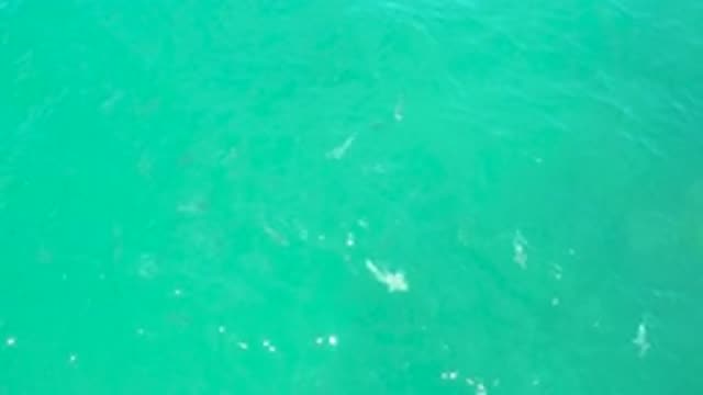 LAGUNA BEACH BCS MEXICO-2020: Cute White Fishes Swimming Under Crystal Clear Water