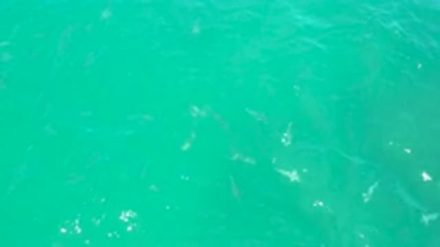 LAGUNA BEACH BCS MEXICO-2020: Emerald Green Surface Water Moving White Sharks