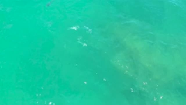 LAGUNA BEACH BCS MEXICO-2020: Small Black Fish Swimming Swiftly Inside The Blue