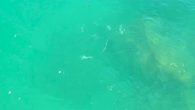 LAGUNA BEACH BCS MEXICO-2020: Moving Turquoise Water with Silver Fish Swimming Freely