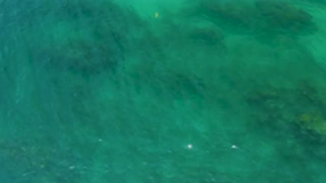 PALMILLA BEACH BCS MEXICO-2020: A Yellow And White Fish Swims To The Surface Of