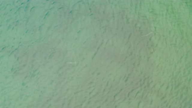 LA RIBERA BCS MEXICO-2020: Many Fishes Caught Swimming Under The Crystal Clear
