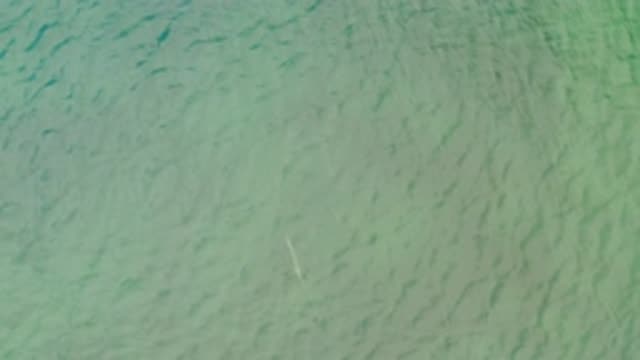 LA RIBERA BCS MEXICO-2020: Animal Moving Under Water With Rippling Waves Above