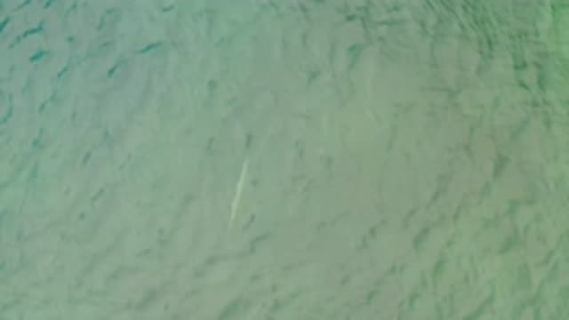 M12-20-1425-09-20-2020-la-ribera-bcs-mexico-DJI_0947_0003.mp4