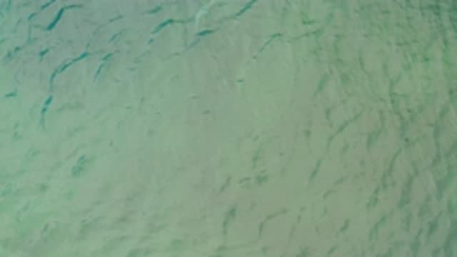 LA RIBERA BCS MEXICO-2020: A Fish Getting Caught In The Current In A Dirty Body