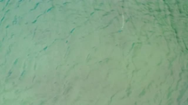 LA RIBERA BCS MEXICO-2020: White Fish Swim Under Crystal Clear Sea Water