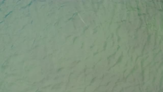 LA RIBERA BCS MEXICO-2020: Small Fish Swimming Around In The Mighty Ocean During
